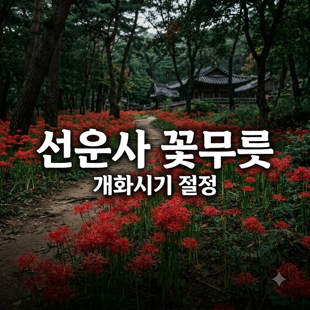 선운사 꽃무릇 개화시기 절정 만개 실시간 방문 팁