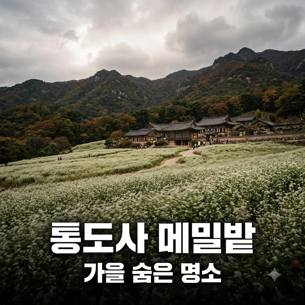통도사 메밀밭 가을 여행 개화 시기와 인생샷 명소 총정리