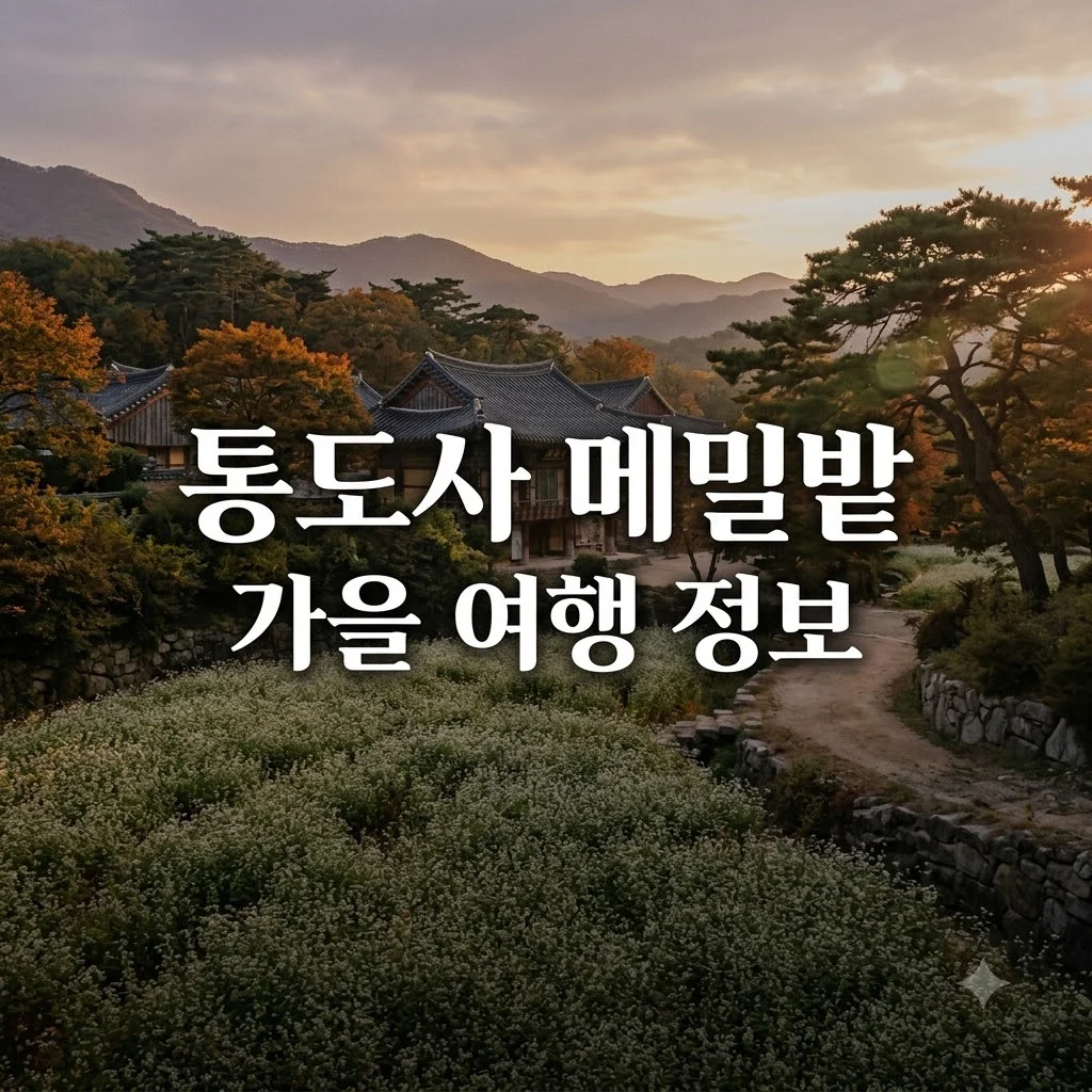 통도사 메밀밭 10월 실시간 개화 상황과 주차 팁