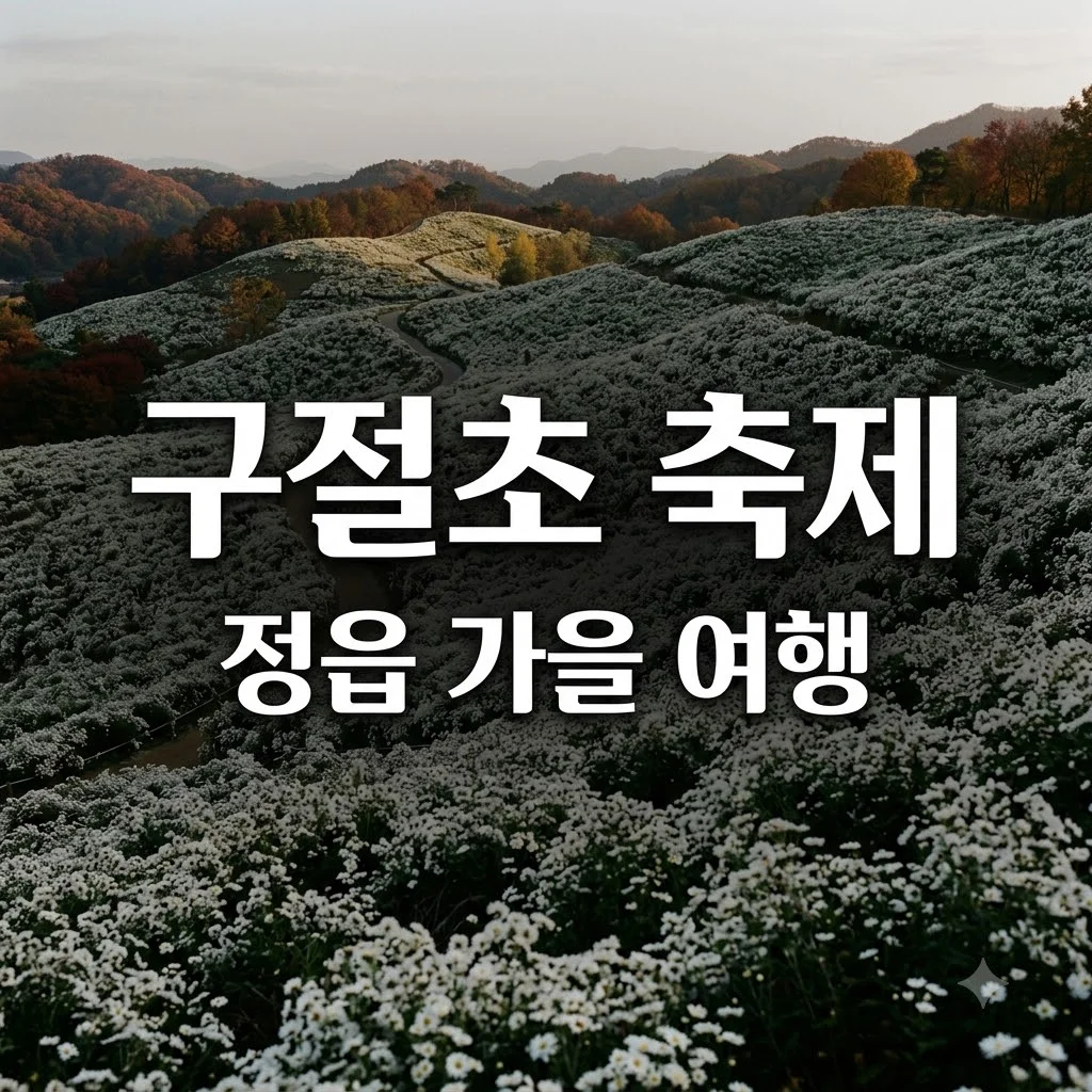 정읍구절초축제 2026 일정 및 주차 꿀팁 3가지